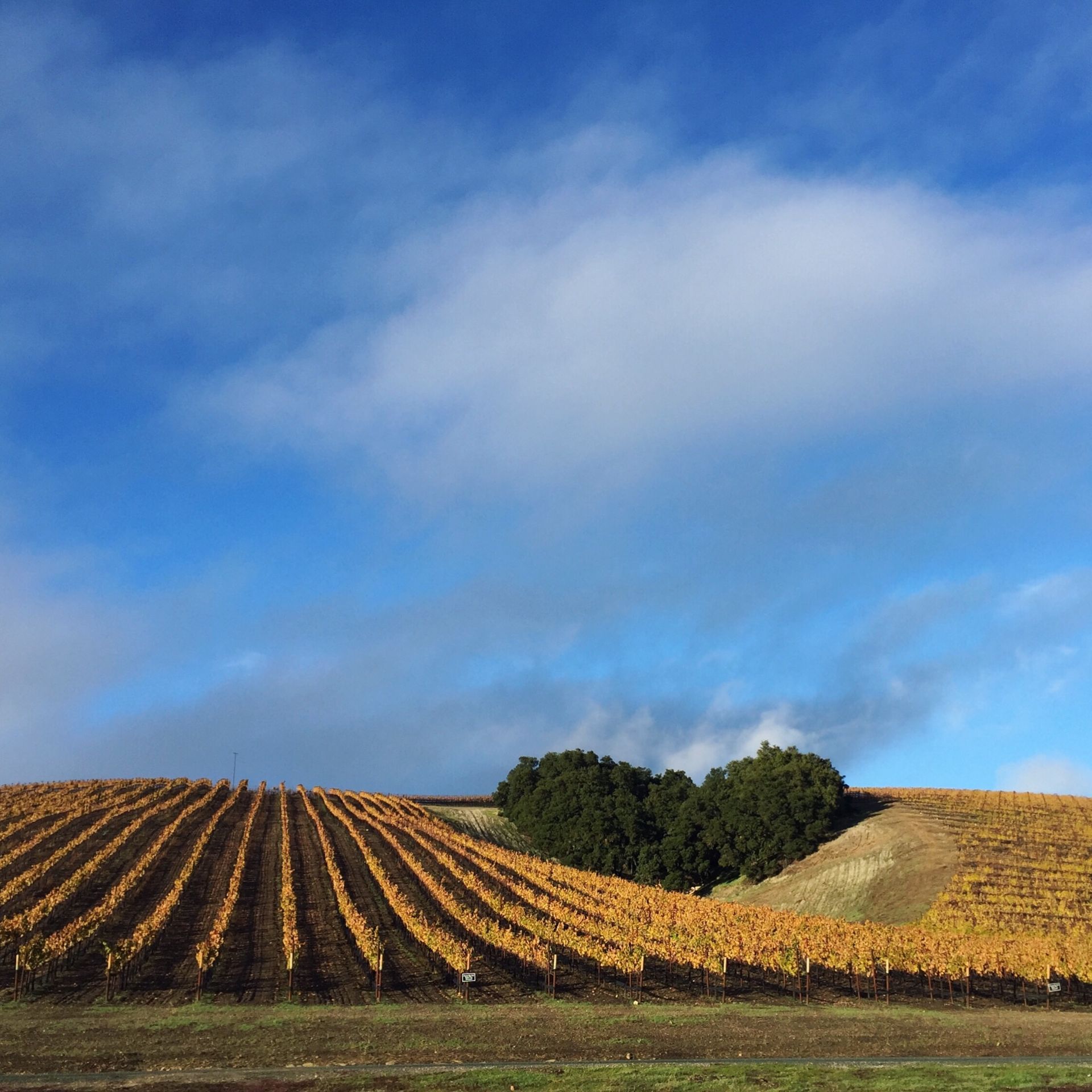 trees-shaped-like-a-heart-on-a-hill-surrounded-by--7DG9P2W
